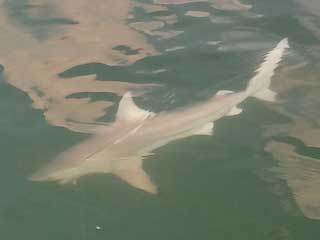Fort Myers Shark Fishing Charters