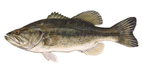 Fort Myers Largemouth Bass Fishing Charter