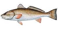 Fort Myers Fishing Charters For Redfish