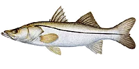 Fort Myers Fishing Charters For Snook