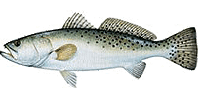 Fort Myers Spec Trout Fishing Charters