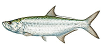 Fort Myers Fishing Charters For Tarpon