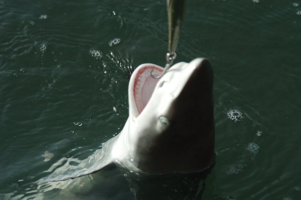Fort Myers Shark Caught On A Lure